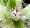  Stamens and Pistil
